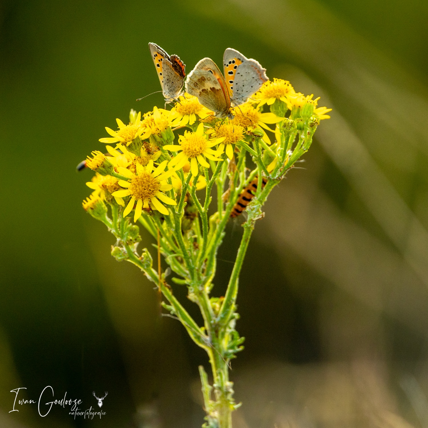 24 juni 2023 203007  R2A2611